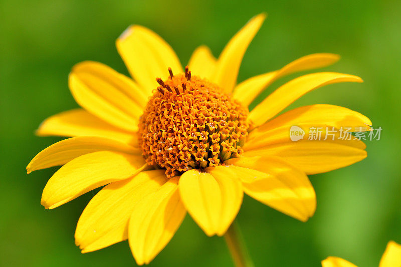 Heliopsis helianthides / Oxeye雏菊花